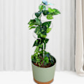 Miniatyrbillede 7 af 11: Indendørs have jern blomsterbeskytter, husholdning praktisk fast rustfrit stål plante bladbeskytter støtte ramme, 35cm (materiale: metal)