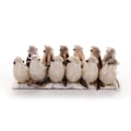 Miniatyrbild 1 av 8: Set med 12 Julgransfågelprydnader i Förpackningslåda, Fjäder & Skummaterial, Mått: 10x4cm