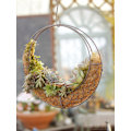 Miniatyrbild 6 av 7: (Månkorgsspecifikationer: ytterdiameter 28 cm, innerdiameter 22 cm) Sukkulenter i järnram