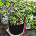 Miniatyrbild 4 av 7: (opp påse förpackningsstorlek 23*25*2cm) transplantationspåse växtväxande påse icke-vävd filt påse växtväxande påse - svart 1 gallon diameter 16*höjd 20cm