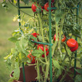 Miniatyrbillede 9 af 11: 12 stk. tomatobur-gitterstativ-forbindelser (grøn) (enkelt længde 25,4 cm)