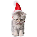 Miniatyrbillede 3 af 5: Marsvin Kostume - Katte Julehat til kæledyr - Julehat