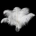 Miniatyrbillede 1 af 5: 24 stk Champagne Struds fjer i bulk 10-12 tommer Boho fjer til