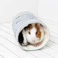 Miniatyrbild 2 av 2: Hamster Tunnel Säng Varm Mjuk Gömställe Liten Husdjurstunnel Rör Bo för Marsvin Ödla Vår Höst Blå