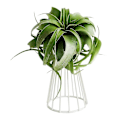 Miniatyrbild 3 av 4: 2-pack Luftväxtställ Tillandsia Metall Inomhus Bordsskiva Stor Streptophylla Luftväxt Stativ Växt R