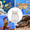 Miniatyrbild 5 av 5: Fällbar Bärbar Fiskefälla i Ståltråd - Krabbfälla, Kräftfälla, Fisknät