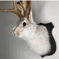 Miniatyrbild 1 av 5: Inflyttningsgåva dekorationer jackalope traditionell svart träplakett djur