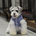 Miniatyrbillede 4 af 5: Varm fodrad hundjacka med blommor hundtäcke hundkläder MultiColor XL