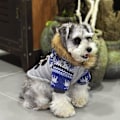 Pikkukuva 4 / 6: Vinterjacka med Oxhornsknappar för hunden Hundkläder Blue M