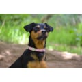 Miniatyrbillede 9 af 9: Hundhalsband med stenar i form av blomma XS 1.5 x 30 cm Black XS