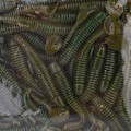 Miniatyrbilde 4 av 8: 50 stk 5 cm Myke Plast Fiske Agner T-hale Grub Worm Agner Fiskeutstyr Tilbehør Svart