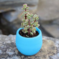 Miniatyrbillede 2 af 2: Sukkulente Pot Mini Frøplante Blomsterbeholder Plast Blomsterpotte til Havegård BalkonBlå