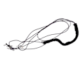 Miniatyrbilde 7 av 8: Justerbar Hest Trening og Lunging Hjelpemiddel Hest Lunging Trening Hjelpemiddel Lunge Utstyr for Hest Trening Svart