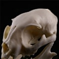 Miniatyrbillede 6 af 7: Realistisk Cat Skull Resin Model Replika Dekorative Unikke Gaver White One Size