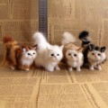 Miniatyrbilde 5 av 8: e Simulering Cat Plysj Leker Myk utstoppet kattunge Modell Cat Real A3 one size
