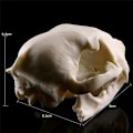 Miniatyrbillede 7 af 7: Realistisk Cat Skull Resin Model Replika Dekorative Unikke Gaver White One Size