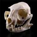 Miniatyrbillede 1 af 7: Realistisk Cat Skull Resin Model Replika Dekorative Unikke Gaver White One Size