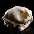 Miniatyrbillede 5 af 7: Realistisk Cat Skull Resin Model Replika Dekorative Unikke Gaver White One Size