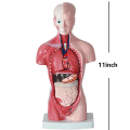 Miniatyrbild 8 av 8: Unisex mänsklig bålkropp Anatomi Anatomisk modell Inre organ A 28CM