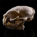 Miniatyrbillede 4 af 7: Realistisk Cat Skull Resin Model Replika Dekorative Unikke Gaver White One Size
