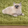 Miniatyrbild 5 av 5: Tflycq Oval Fluffy Matta Mattor, Modern Plysch Shaggy Area Matta För Barn Sovrum Extra bekväm Söt Nursery Matta Sängmatta För Pojkar Flickor Heminredning