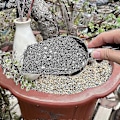 Miniatyrbillede 4 af 5: Haveredskaber, rustfrit stål multifunktionsskovl, blomsterskovl, jernskovl, udendørs blomsterdyrkning, urtepotte, jord skovling, sukkulent g