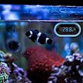 Miniatyrbilde 5 av 5: Akvarium Termometer, Digitalt Akvarium Vanntemperaturmåler, LED Display Termometer for Akvarium, Terrarium og Vivarium