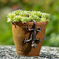 Miniatyrbillede 3 af 5: Have Dekorativ Pottet Partner Bronze Gecko Janshore Blomsterpotteophæng Dekorativt Ophæng