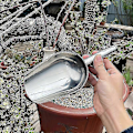 Miniatyrbillede 1 af 5: Haveredskaber, rustfrit stål multifunktionsskovl, blomsterskovl, jernskovl, udendørs blomsterdyrkning, urtepotte, jord skovling, sukkulent g