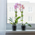 Miniatyrbild 5 av 5: Groda Växtstativ Söt Groda Blomkruka Kramare Växt Klätterfäste Klämmor Trädgård Groda Klättergren