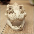 Miniatyrbillede 5 af 5: Akvariedekoration Harpiks Simulation Kranie-Dinosaur Kranie Skelet Ornament-Fisketank Lille Kranie