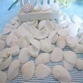 Miniatyrbilde 5 av 5: 25 stk. Kamskjell, for DIY DIY fargelegging Shell-lian
