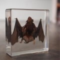 Miniatyrbillede 3 af 5: Udstoppede Flagermus, Ægte Flagermusprøver Dyreprøve i Harpiks til Videnskabsklasse Videnskabspædagogik (3 x 3 x 1 Tommer)