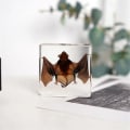 Miniatyrbillede 5 af 5: Udstoppede Flagermus, Ægte Flagermusprøver Dyreprøve i Harpiks til Videnskabsklasse Videnskabspædagogik (3 x 3 x 1 Tommer)