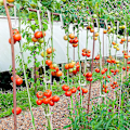 Miniatyrbild 4 av 5: Tomatställningskrokar, Tomat J-ställ, 12 stycken Tomatrepkrokar med 10m Rep, Tomatkrok, Tomatklämmor.