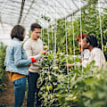 Miniatyrbild 5 av 5: Tomatställningskrokar, Tomat J-ställ, 12 stycken Tomatrepkrokar med 10m Rep, Tomatkrok, Tomatklämmor.