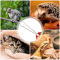 Miniatyrbillede 5 af 5: Reptil Fodertang - 38cm Ekstra Lang Reptil Fodertang - Slange Fodertang | til Terrarium Pythoner Kornsnog Axolotl Skægagame Tilbehør