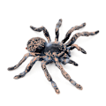 Miniatyrbilde 1 av 4: Halloween Spider Pattern