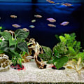 Miniatyrbillede 2 af 5: Akvarie Dekoration Ornamenter (Vandopløseligt blad-medium+lille 2 stk) Akvarie Tilbehør Fisketank