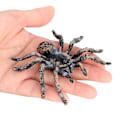 Miniatyrbilde 4 av 4: Halloween Spider Pattern