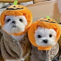 Miniatyrbilde 5 av 5: (L)Halloween kjæledyr gresskar lue justerbar kjæledyr hodeplagg søt gresskar lue for katt hund Halloween utkledning