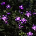 Miniatyrbild 3 av 5: Solcellsdrivna Trädgårdsblomsterljuskedjor, Vattentäta 7 meter 50LED Persikoblomma Körsbärsblommor Solcells Fairy Lights för Utomhus Inomhus Bröllop Fest Jul Y