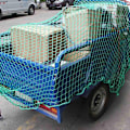 Miniatyrbillede 2 af 5: Lastvognstrailernet 1,5x3 meter kraftig lukning pickup tagbagagebeholder