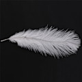 Miniatyrbillede 5 af 5: 200 stk. Hvide Strudsefjer 20-25cm Bryllup DIY