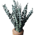 Miniatyrbillede 1 af 5: 10 Pakke Naturlige Tørrede Eucalyptus Bundter, Konserverede Friske Eucalyptus Grene til Blomsterarrangementer, Bryllupsdekoration