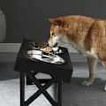 Miniatyrbillede 5 af 5: Høje skåle til store, mellemstore og små hunde, justerbart hævet skålestativ vippet til 15° med 1 langsom foderautomat