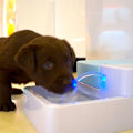 Miniatyrbillede 3 af 5: Elektrisk Automatisk Vanddispenser til Hvalpe, Hunde og Katte med LED Natlys