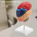 Miniatyrbillede 2 af 5: Anatomi af hjerne anatomisk model 1: 1 halv hjerne hjernestamme undervisningslaboratorieforsyninger