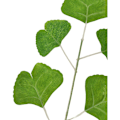 Miniatyrbillede 2 af 5: 20 stk. kunstige ginkgo-blade til blomsterdekoration