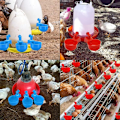Miniatyrbillede 4 af 5: 4 stk., Kyllingevandere, Automatiske Kyllingevandere, Automatiske Fjerkrævandsere, Blå Plastikvandere, Fjerkrædrikkemateriale, Velegnet til Kyllinger,